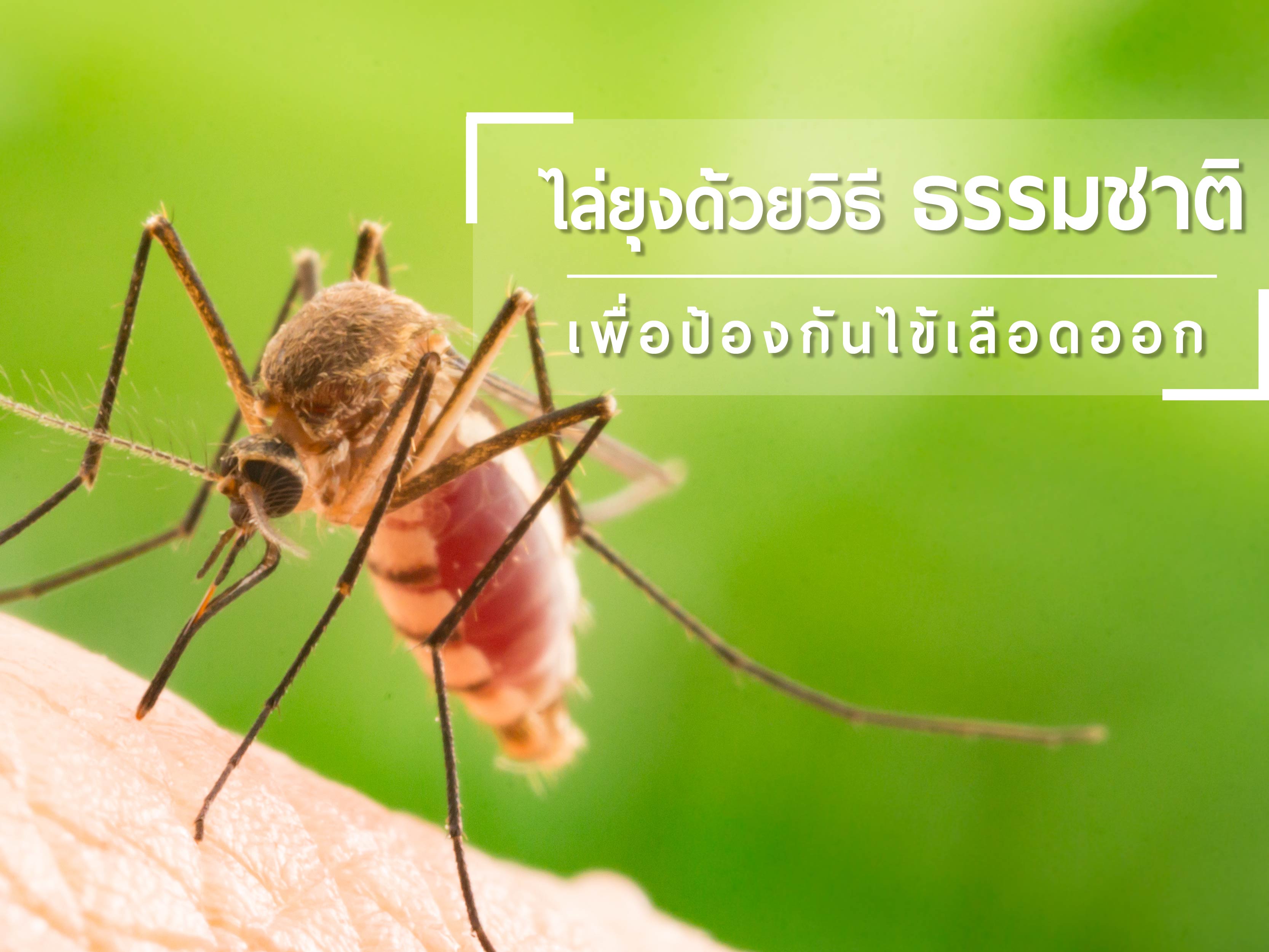 Images/Blog/vNveb4ca-mosquito-01.jpg